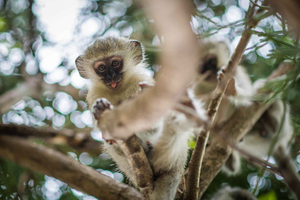 5-Day Classic Kruger National Park Safari