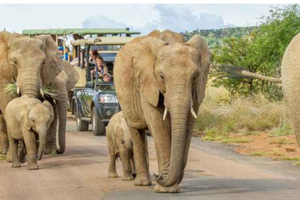 5-dagers Kruger Big Five-safari med overnatting