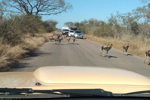 5 dage og 4 aftenture på safari i Madikwe og Pilanersbeg