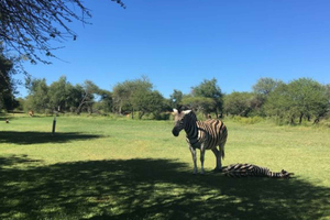 Safaritur i solnedgangen i Dinokeng Game Reserve