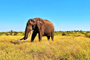 Udforsk Kruger Park og Sabi Sands i 4 dage og 3 nætter