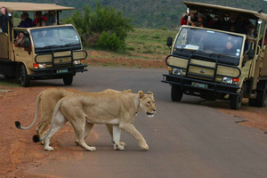 Fra JNB: Pilanesberg safari inkl. lunsj heldag