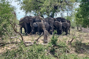 Johannesburgista: 3 päivän safari Krugerin kansallispuistoon