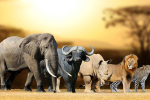 Safári no Parque Nacional Kruger e Rota Panorâmica — 3 dias