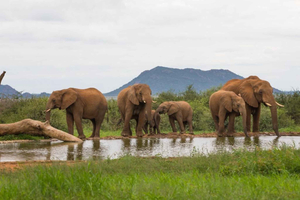 Johannesburgista: Krugerin kansallispuisto, 2 päivän safarikierros