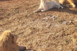 From Johannesburg - Lion & Safari Park Guided Game Drive