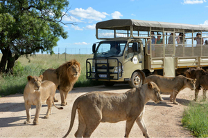 De Joanesburgo: Excursão de meio dia ao Parque do Leão e Safari