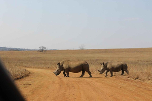 Mini-Safári na Reserva Natural de Rietvlei saindo de Pretória