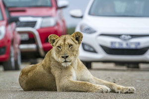 Hartbeespoort: Autotocht leeuwen- en safaripark