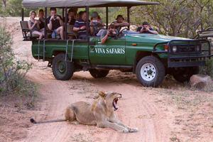 Johannesburg: 3-dagers klassisk safaritur i Kruger nasjonalpark