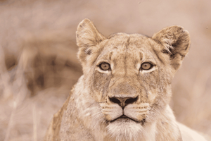 Johannesburg: 3-Day Kruger National Park and Panorama Route…