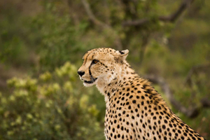 Johannesburg: Rimelig 3-dagers safari i Krugerparken