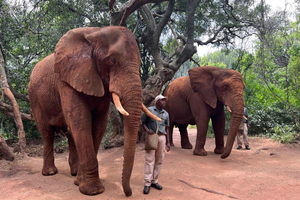 Johannesburg: Halvdagstur til elefant- og apehelligdommen