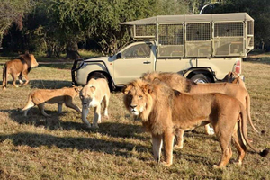 Johannesburg: Lion and Safari Park tour. Pick up Privately