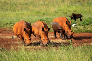 Johannesburg: Rhino and Lion Nature Reserve Half-Day Tour