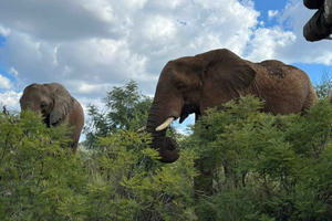 Kruger nasjonalpark: 4-dagers Ultimate Safari Tour