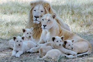 Passeio pelo Lion Park em veículo aberto de safári