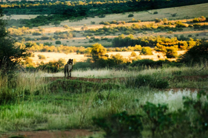 Pilanesberg Tour Big 5 hunt