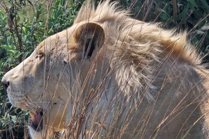 Safari i løve- og næsehornsparken / Lesedi Culture Village
