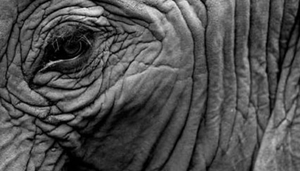 Elephant Sanctuary