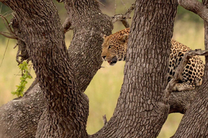 De Joanesburgo: Safari de dia inteiro no Parque Nacional Kruger
