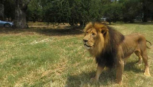 Johannesburg Lion Park