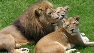 Johannesburg Zoo