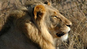 Madikwe Game Reserve