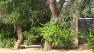 Nkuhlu Picnic Site