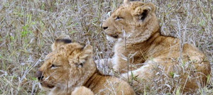 Kruger Park Region