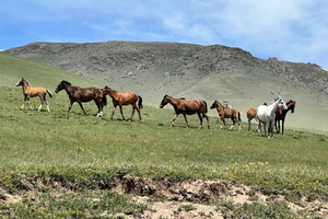 Almaty : visite d'une journée à la cascade de l'Ours et au plateau d'Assy