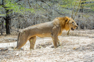 From Zanzibar: Day Selous Game Reserve Safari with Flights