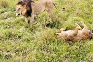 1-Day Best of Nairobi City Excursion