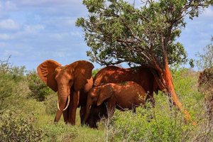 3-Day Tsavo East & Taita Hills Safari with Salt Lick Lodge
