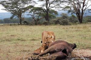 3 Days Amboseli National Park with Masai Village Visit