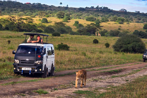Safari guiado en 4x4 por el Parque Nacional de Nairobi (5 horas) con recogida gratuita