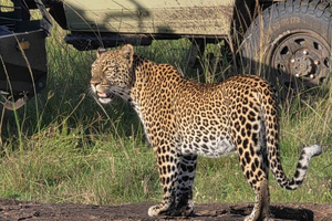 6-Day Kenya Budget Safari