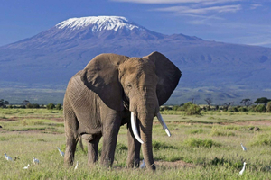 6-Day kenya safari to Amboseli and Tsavo west & East.