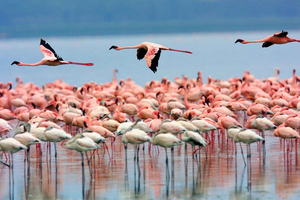 Een dagtrip; Lake Nakuru National Park en Naivasha boottocht