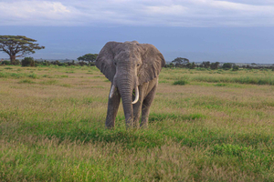 Amboseli National Park: 2-Day Safari in a 4X4 Jeep