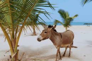 Coast: Tiwi Beach Sunset Donkey Ride & Coconut Drink