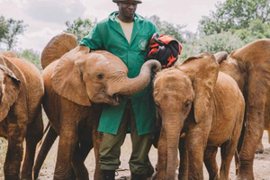 David Sheldrick Wildlife Trust Guided Tour and Tickets