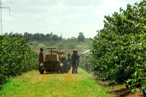 Day Tour to Fairview Coffee Estate From Nairobi