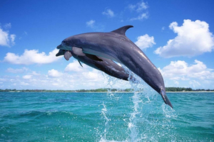 Dhow-tur: Kisite Marine Park och Wasini Island – snorkling och delfiner