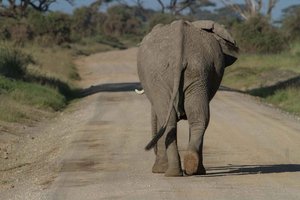 Discover Aberdare National Park and Lake Naivasha (2 days)