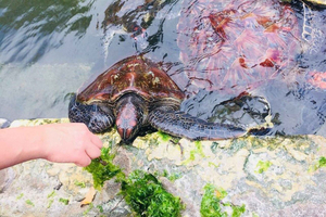 Feeding and Swimming with freandly Sea Turtles at Nungwi