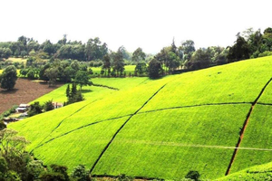 From Bean to Cup: Nairobi Coffee Escape & Farm Experience