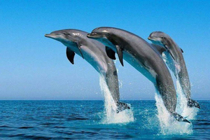 From Mombasa: Kisite Marine Park Dhow Cruise & Snorkeling