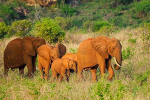 Desde Mombasa: excursión de 1 día de safari por el Parque Nacional Tsavo East.