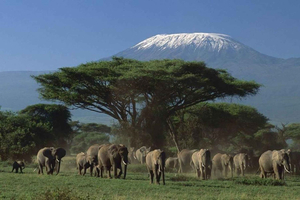 From Nairobi: 2-Day Amboseli National Park Private Safari